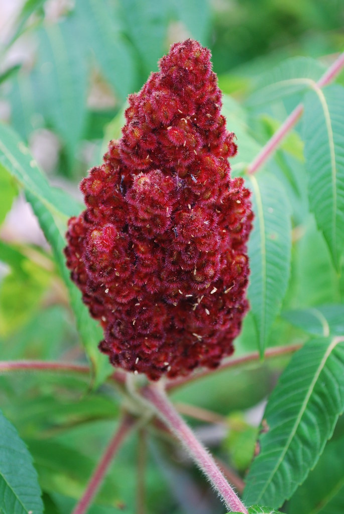 staghorn sumac drupe used in soap making